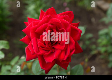 die große rote Rose blühte unter der Frühlingssonne Stockfoto