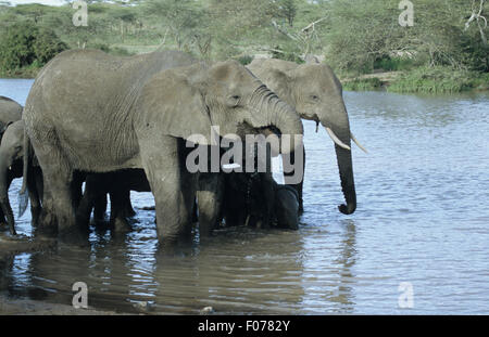 Afrikanischer Elefant Gruppe Herde im Profil zusammenstehen Trinkwasser in seichten Fluss genommen Stockfoto