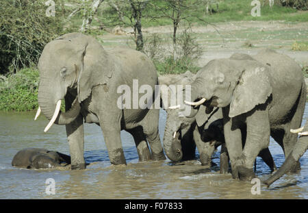 Afrikanischer Elefant Gruppe Herde stehen zusammen im seichten Wasser trinken Stockfoto