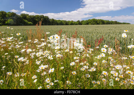 Wildblumen wachsen auf den Feldrändern auf einem Cotswold Farm, Gloucestershire, England, UK Stockfoto