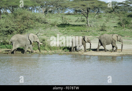 Afrikanischer Elefant drei wandern nach rechts an den Ufern eines Flusses vor Akazien Wald Gänsemarsch Stockfoto