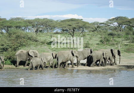 Afrikanischer Elefant Gruppe Herde an den Ufern eines Flusses vor Akazien Wald wandern Stockfoto