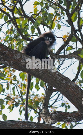 Das Bild des Phayre Blatt's Monkey (Trachypithecus phayrei) in Assam-Mizoram Grenze gebracht wurde, Indien Stockfoto