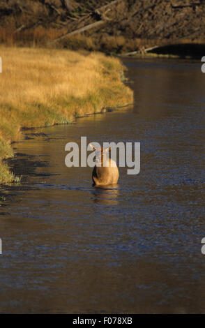 Elch-Weibchen genommen vom vorderen stehen im tiefen Wasser vom Ufer im Morgenlicht Stockfoto