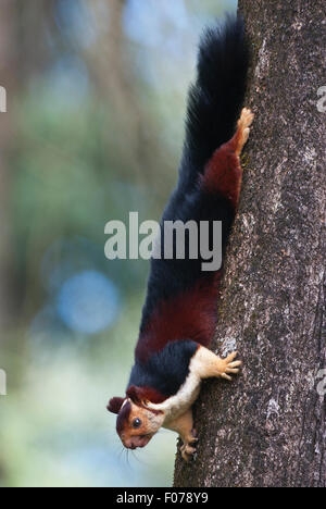 Das Bild der indischen Riese Eichhörnchen, oder Malabar Riese Eichhörnchen, (Ratufa Indica wurde in Annamalais Wald aufgenommen, die im südlichen Indien Stockfoto