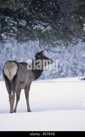Elch-Weibchen genommen von hinten rechts unter Zweige der Tanne steht im Winter im Schnee Stockfoto