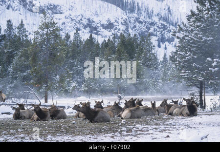 Elch Herde zusammen auf warme Thermo Boden im Schnee im Tannenwald liegen Stockfoto