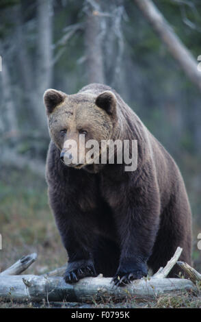 Europäischer Braunbär aus der vorderen Kamera stehend im Wald mit nassen Vorderpfoten auf Log Frost auf Fell Betrachtung genommen Stockfoto