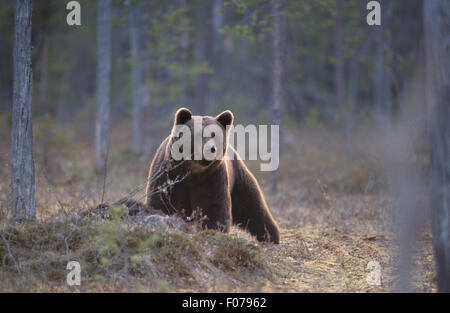 Europäischer Braunbär genommen vom vorderen Blick auf Kamera stehend hinter kleinen Anstieg auf frostigen Boden im Wald über töten Stockfoto