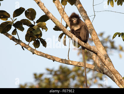 Das Bild des Phayre Blatt's Monkey (Trachypithecus phayrei) in Assam-Mizoram Grenze gebracht wurde, Indien Stockfoto