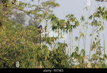 Das Bild des Phayre Blatt's Monkey (Trachypithecus phayrei) in Assam-Mizoram Grenze gebracht wurde, Indien Stockfoto