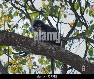 Das Bild des Phayre Blatt's Monkey (Trachypithecus phayrei) in Assam-Mizoram Grenze gebracht wurde, Indien Stockfoto