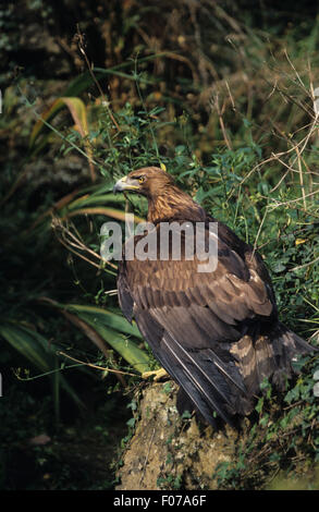 Golden Eagle gefangen genommen im Profil thront auf Boden lange Gras nach links mit offenen Flügeln Stockfoto
