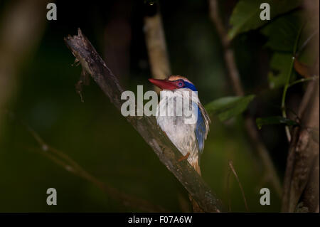 Ein Sulawesi Flieder Königsfisher (Cittura cyanotis) im Naturschutzgebiet Tangkoko, Nord-Sulawesi, Indonesien. Stockfoto