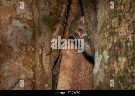 Im Naturschutzgebiet Tangkoko Batuangus in Nord-Sulawesi, Indonesien, blickt ein Tarsier aus seinem Nest auf einen Baum. Stockfoto