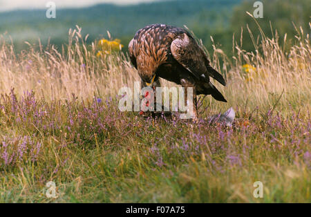 Golden Eagle gefangen genommen vom vorderen stehen auf Boden in lange Gras- und lila Heidekraut, Fütterung auf ein Kaninchen Stockfoto