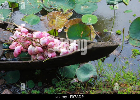 Ernte die heilige Blume - Lotus Stockfoto