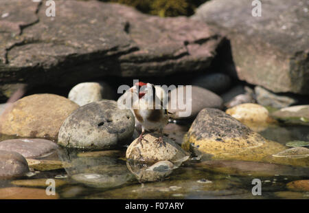 Stieglitz entnommen nach links vorne thront auf Felsen im kleinen Teich Stockfoto
