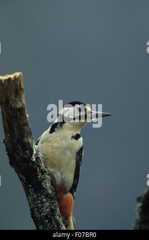 Great Spotted Woodpecker männlich entnommen vorne rechts thront auf kleinen Baumstamm mit blauen Himmel im Hintergrund Stockfoto