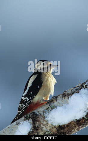 Buntspecht genommen im Profil rechts thront auf der Schnee bedeckte Birke Baum blauen Himmel Hintergrund Stockfoto