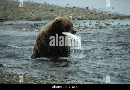 Grizzlybären Alaskas vom vorderen Sitzen in kleinen Fluss mit Silberlachs im Mund genommen Stockfoto