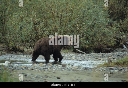 Grizzly Bear Alaskan genommen im Profil Blick zurück in die Kamera zu Fuß durch den kleinen Teich am Sandstrand Stockfoto