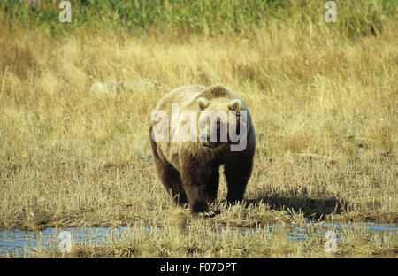 Grizzly Bear Alaskan genommen von vorne betrachtet stehen gelassen durch die Seite des kleinen Baches in lange Wiese Stockfoto