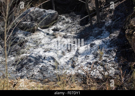Verbrannten Wald nach einem großen Brand im Norden von Portugal Stockfoto