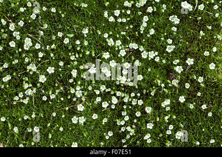 Sternmoos, Mastkraut, Sagina Subulata, Stockfoto