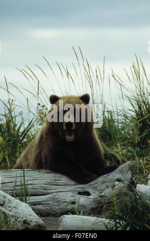 Grizzly Bear Alaskan entnommen Front Blick in die Kamera ruht auf Log Mund öffnen Gähnen Stockfoto