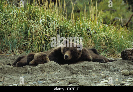 Grizzly Bear Alaskan weibliche Mutter mit ihren zwei kleinen Jungen liegen auf jeder Seite in Tagesbett im Sand liegen Stockfoto