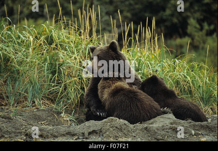 Grizzly Bären Alaskas weibliche Mutter in Tagesbett im Sand sitzend mit zwei kleinen Jungen Fütterung Pflege aus ihrer Brust Stockfoto