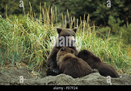 Grizzly Bären Alaskas in Tagesbett im Sand sitzend mit zwei jungen Jungen von ihr füttern Stockfoto