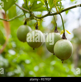 Unreife Passionsfrüchte in einem kenianischen Garten. Stockfoto