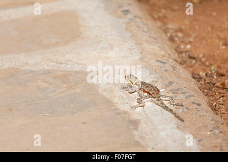 Eine weibliche Rothaarige Rock Agama im Tsavo East National Park in Kenia Stockfoto