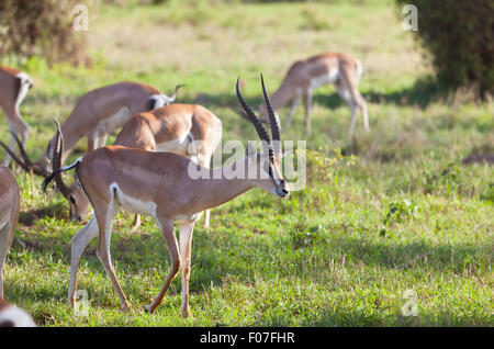 Grant Gazellen in Amboseli Nationalpark, Kenia Stockfoto