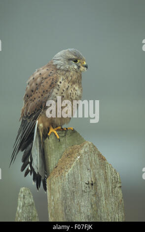 Turmfalke gefangen genommen im Profil suchen rechts thront oben auf alten Holzzaun Post im Nebel mit Schweif aufgefächert geöffnet Stockfoto