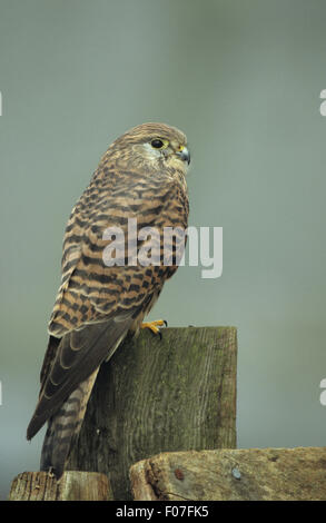 Turmfalke gefangen genommen im Profil rechts thront auf alten hölzernen Bauernhof Zaunpfahl im Nebel Stockfoto