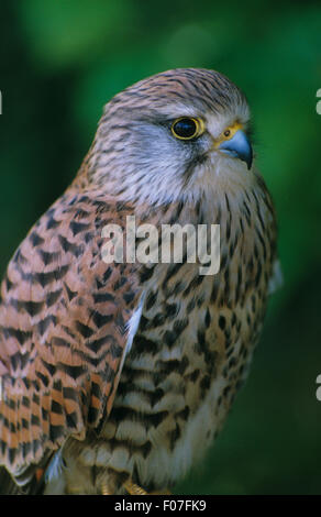 Turmfalke Captive hautnah im Profil nach rechts Stockfoto