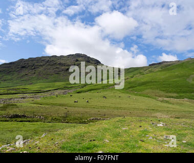 Belted Galloway Rinder und Herdwick Schafe grasen auf einer Anhöhe im Lake District, Cumbria Stockfoto