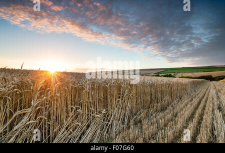 Schönen Sommer Sonnenuntergang über einem goldenen reif Mais in der Nähe von Padstow in Cornwall Stockfoto