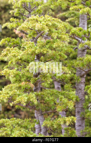 Cedrus Libani Bonsai-Baum bei RHS Wisley. Stockfoto