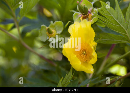 Paeonia Ludlowii Blume. Stockfoto