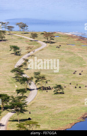 Büffel und Straße am Lake Nakuru in Nakuru Nationalpark von einem Aussichtspunkt in Kenia gesehen. Stockfoto