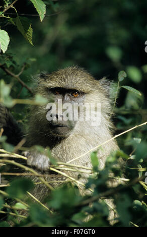 Olive Baboon Kopfschuss durch Äste des Blattes bedeckt Baum in die Kamera Stockfoto