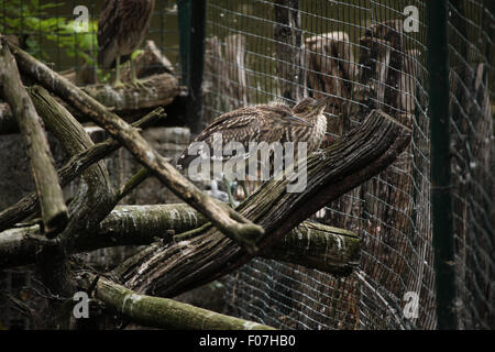 Eurasische Rohrdommel (Botaurus Stellaris), auch bekannt als die Rohrdommel im Zoo von Chomutov in Chomutov, Nord-Böhmen, Tschechische Republik Stockfoto