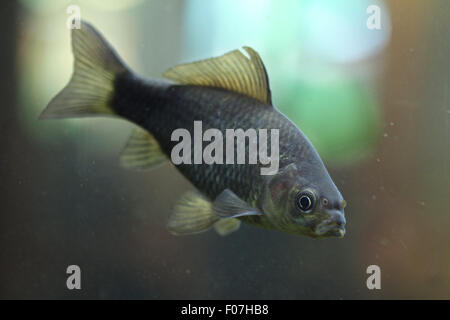 Preußische Karpfen (Carassius Gibelio), auch bekannt als preußische Silberkarpfen im Zoo von Chomutov in Chomutov, Nord-Böhmen, Tschechische Repu Stockfoto