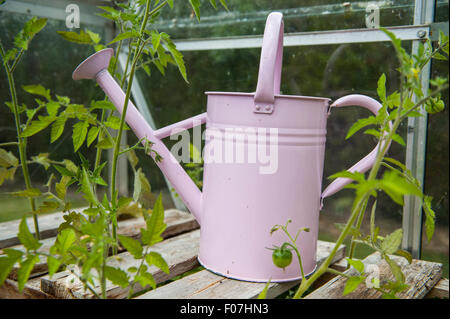 Ein rosa Gießkanne in einem Gewächshaus mit Tomatenpflanzen in England Stockfoto