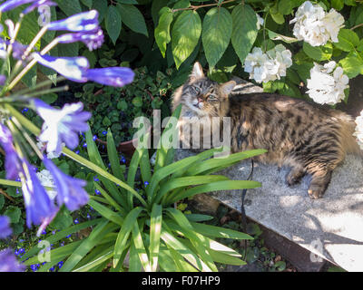 Ein Munchkin Tabby Katze im Garten im Sommer Stockfoto