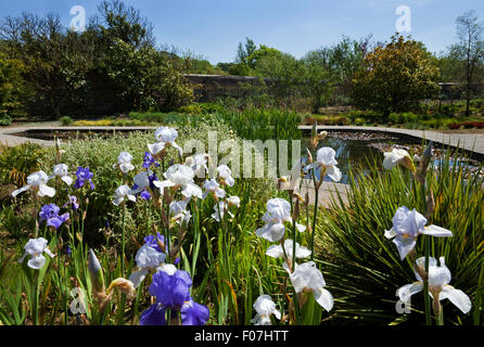 Die Lilie-Pool in den ummauerten Garten, Mount Congreve Gardens, in der Nähe von Kilmeaden, Grafschaft Waterford, Irland Stockfoto